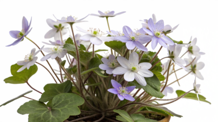 Herbal plant Anemone hepatica or Common hepatica on white or transparent background