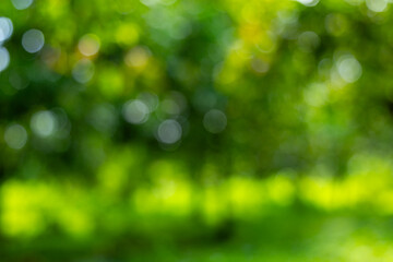 Obraz premium Blurred Green Forest Background