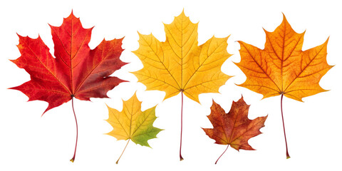 colorful autumn maple leaves isolated on white background png