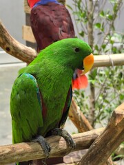Green Eclectus Parrot Perched on Branch