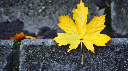 Vibrant yellow maple leaf adorning a weathered concrete ledge outdoors