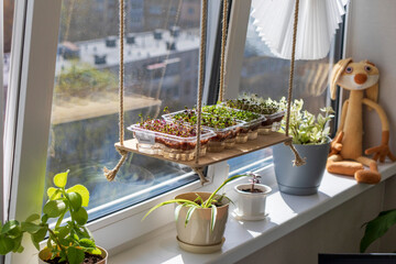 Freshly sprouted shoots of micro greens in the plastic containers on the jute mat. Placed on the...