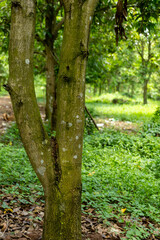 Fototapeta premium Close-up of a mossy tree trunk in a lush green forest.
