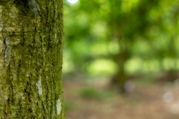 Close-up of a mossy tree trunk in a lush green forest.
