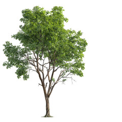 Obraz premium Lush Green Tree with Broad Leaves Providing Shade in a Bright Blue Sky Background for Nature and Landscape Imagery in Stock Photography