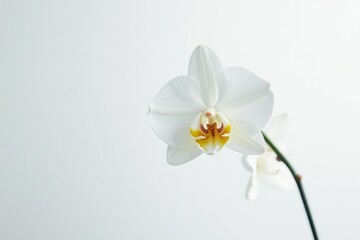 Obraz premium Delicate white orchid blossom against pure white backdrop, orchid, wildlife