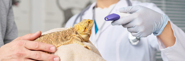 Closeup of Asian vet checking body temperature of iguana, while its owner holding it in hands, header