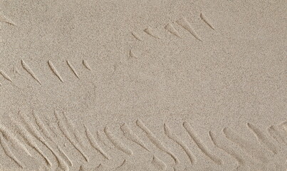 Desert sand dune background and texture, top view
