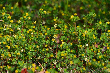 コメツブツメクサ