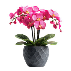 Beautiful potted flower isolated on white png decorative garden flower png floral pot decor png blooming plant in pot png transparent background image