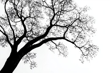 Fototapeta premium Silhouette of a Leafless Tree Branch Against a White Sky with Sparse Leaves