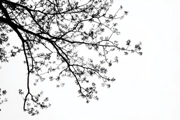 Obraz premium Silhouette of Branches with Delicate Blossoms Against a Bright White Sky