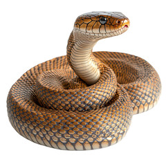 Coiled cobra in an alert position isolated on white png venomous snake png dangerous reptile png hissing cobra png transparent background image