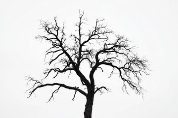 Obraz premium Silhouetted barren tree against a stark white sky, evoking solitude and nature's resilience