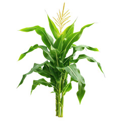 Corn plant isolated on white png tall corn plant png organic farming maize png botanical corn stalk png transparent background image