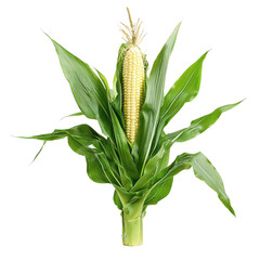 Corn plant isolated on white png healthy maize crop png farmland corn stalk png vertical corn plant png transparent background image