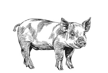 Vintage vector illustration of a detailed pig sketch, perfect for farm-themed designs, agriculture projects, and rustic decor. Ideal for logos, packaging, and educational materials.