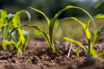 field with fresh corn sprouts in fertile soil with fertilizers, a field with ordinary soil that was fertilized