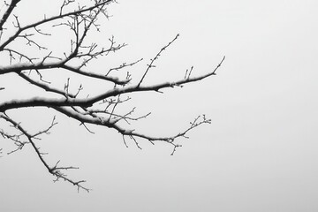 Snow-covered branches against a gray sky, capturing winter's stillness and beauty