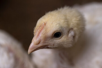 one chicken with white plumage during the change of yellow fluff to feathers, a poultry farm