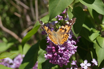 butterfly on flower