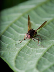 Brachycera