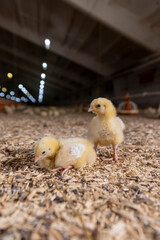 two chickens in a poultry farm on sawdust, chicken chicks about three days old in yellow fluff