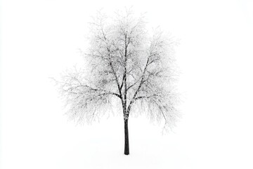 Obraz premium Snow-covered tree stands alone in a white landscape, evoking tranquility and solitude