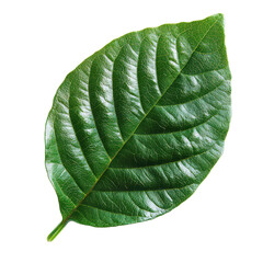 Obraz premium Elegant floral arch isolated on white png wedding venue flower arch png outdoor floral backdrop png lush flower archway png transparent background image