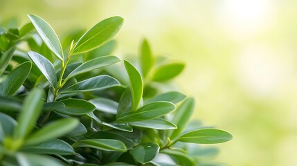 Close Up of Lush Green Leaves in a Summer Garden