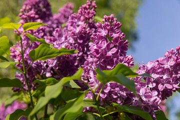 spring park with blooming red lilac flowers in the spring season close up