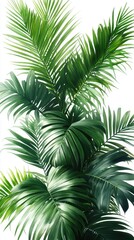 Lush tropical palm leaves. Vibrant green foliage in detail