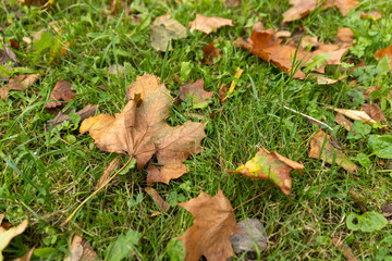 old foliage of trees on the green grass autumn, foliage on the ground during the autumn leaf fall in the park