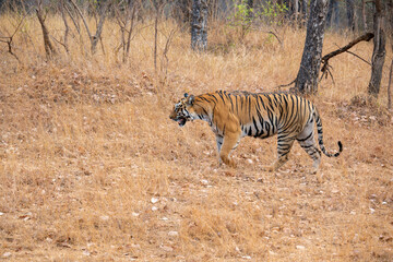 Tigress Collarwali on a jungle stroll in Tadoba Andhari Tiger Reserve
