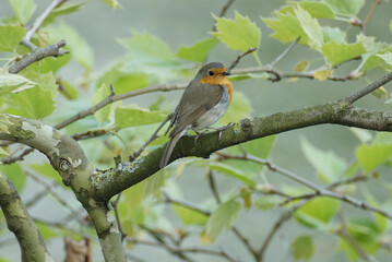European robin (Erithacus rubecula) sitting on a tree branch in Zurich, Switzerland