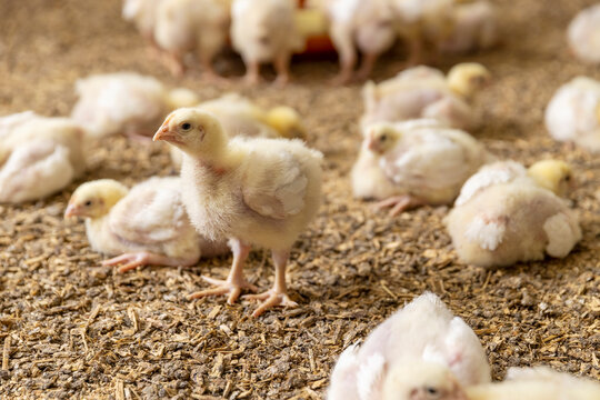 chickens in a poultry house of a farm for growing meat breeds of chicken , chickens sit and stand on a litter of sawdust