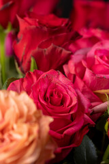 fragrant red roses, a group of red rose flowers for making bouquets for a gift
