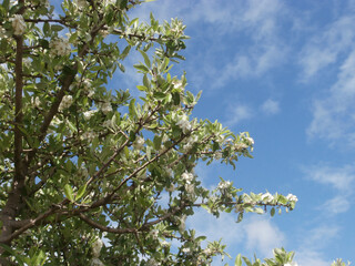 Natura