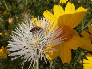 Natura