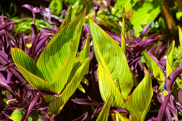Canna LiLy Tiger Bengal Indicus Leaves, closeup.