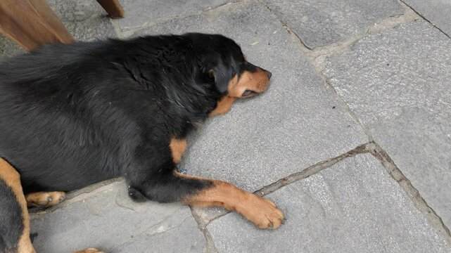 4k video footage of Adult Himalayan Sheepdog is resting on the floor. International Dog Day Concept.