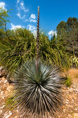 Dasylirion Plant from the Asparagus Family