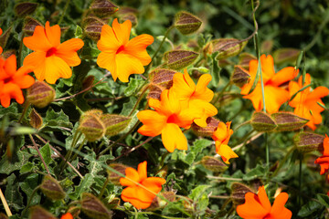 Orange Clock Vine Thunbergia gregorii blossom.