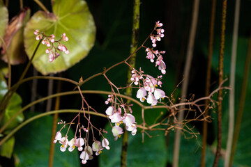 Pink white flowers of Begonia grands plant ,Hardy begonia ,begoniaceae ,Heron's Pirouette ,Alba.