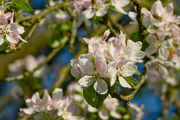 apple blossom on a tree branch close-up