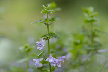 Stalk with with small delicate purple flowers of ground ivy, light purple Glechoma petals with fine hairs, ground ivy flowers in spring, early bloomers in the meadow surrounded by green leaves