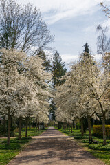 A tree avenue of kobushi magnolia