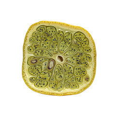 Microscopic Cross Section of a Lemon, Revealing Cellular Structure and Internal Anatomy