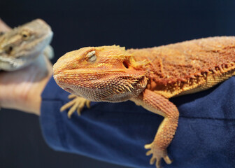 Closeup of a Sleepy Pogona or Bearded Dragon Relaxing on Human's Arm