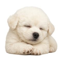 Obraz premium Peaceful Bichon Puppy